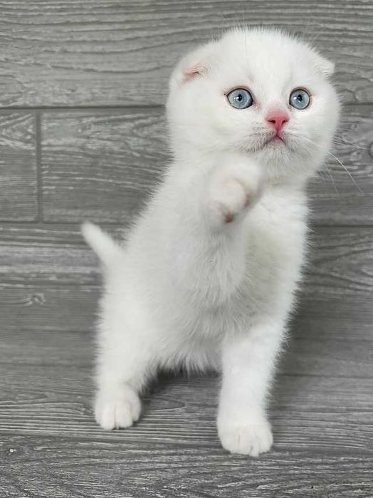 Pisoiaș Scottish Fold cu Pedigree - rezervare