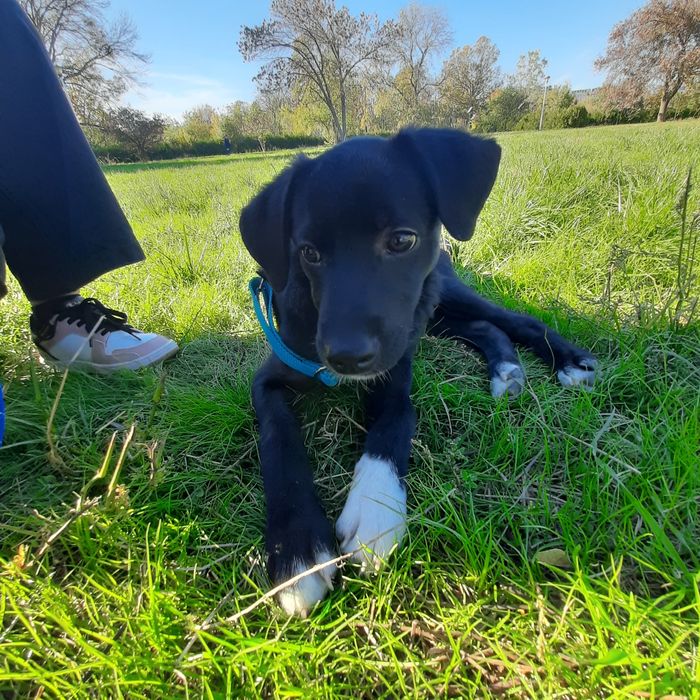 Cateluș spre adopție