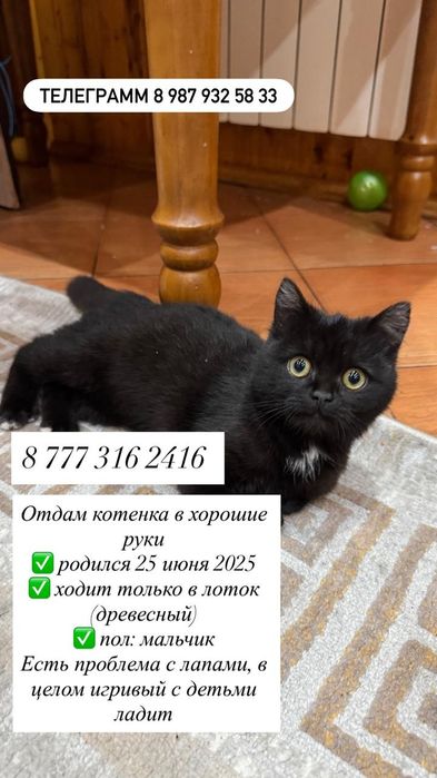 Отдам котенка в добрые руки