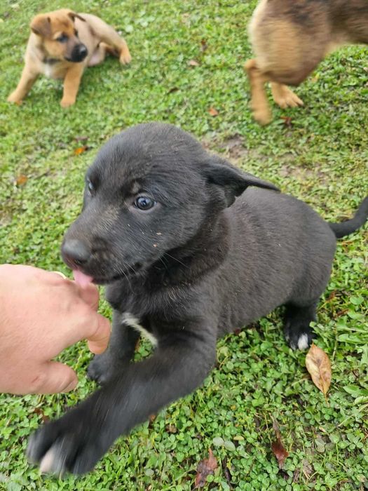 Ofer spre adopție căței