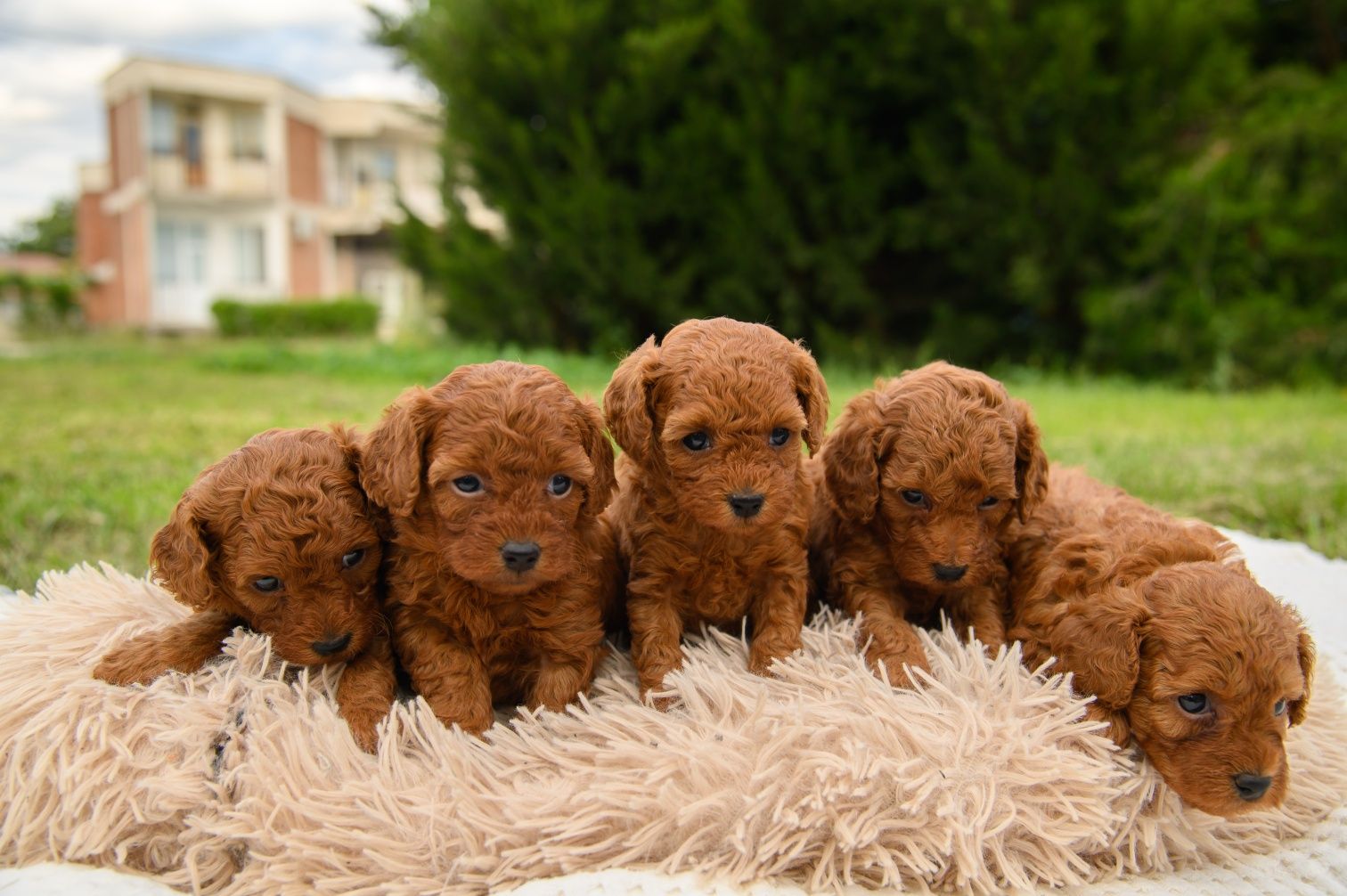 Пудел Той- Poodle Toy