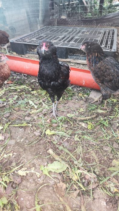 Cocos araucana din iunie