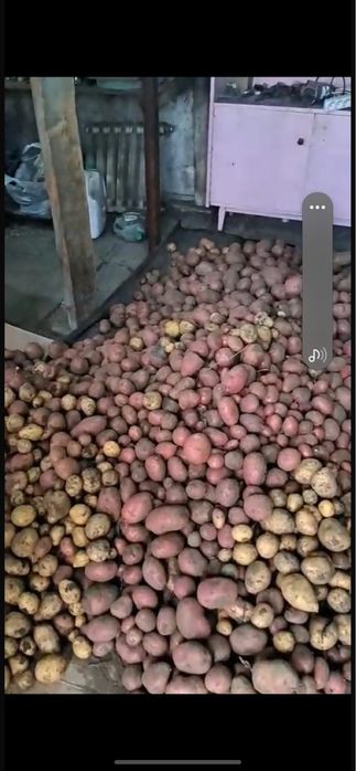 Картошка домашняя