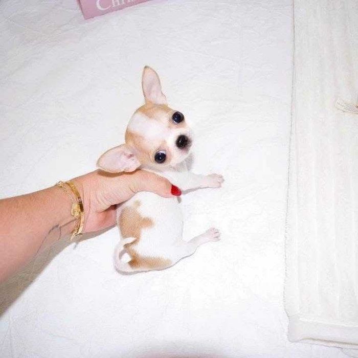 Chihuahua Tea-Cup ,Pedigree Fci Pasaport si Cip