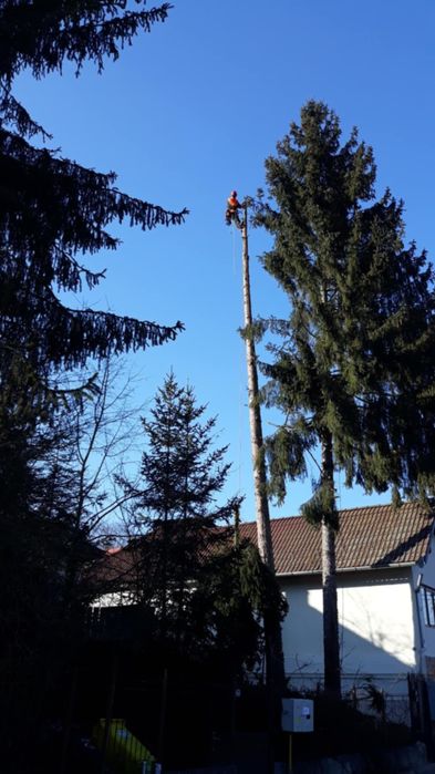 Toaletare, defrisare, taiere, reducere coroana arbori