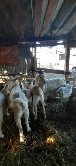 Vând Capre și țap