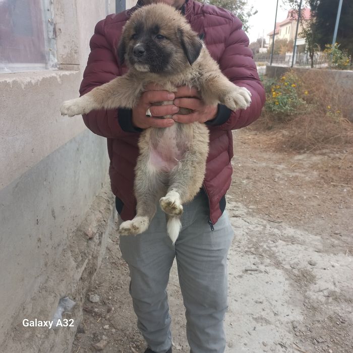 Кавказский  щенок девочка