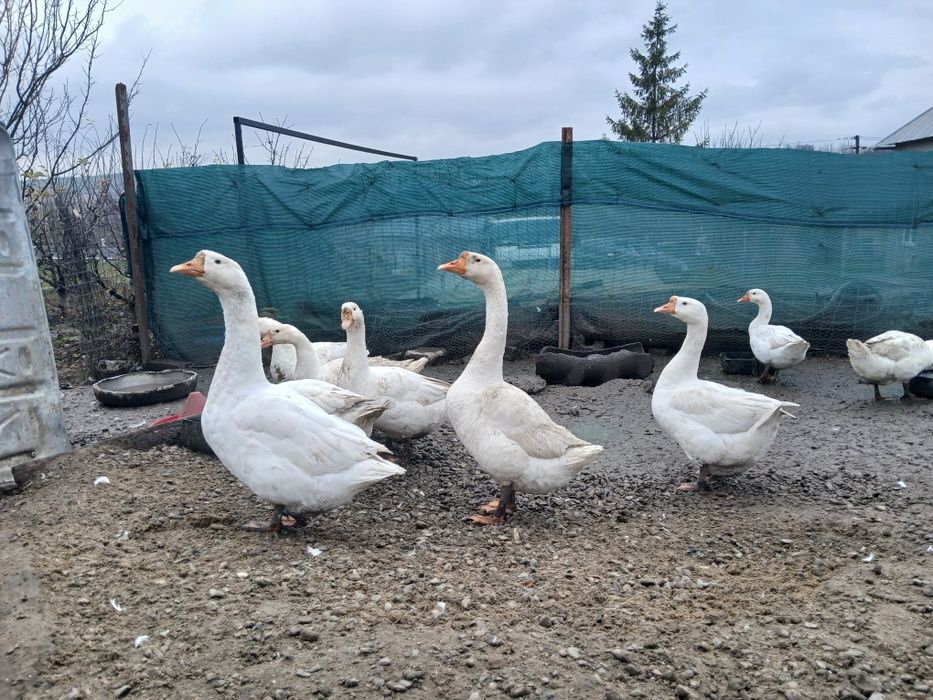 Vând rațe si gâste din gospodarie