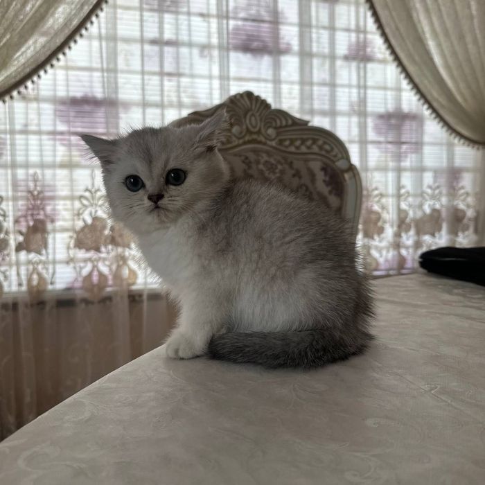 Британские котята,окрас шиншила