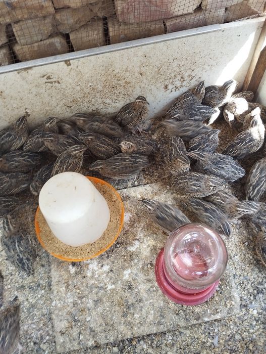 Бедоналар сотилади 50 кундик