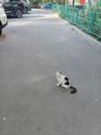отдам котят в добрые руки,