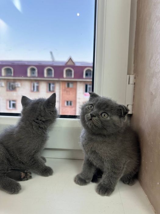 Skotish Fold & Strayt Sotiladi