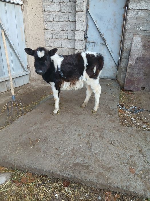 Срочни гунажнча сотлади окатга крган