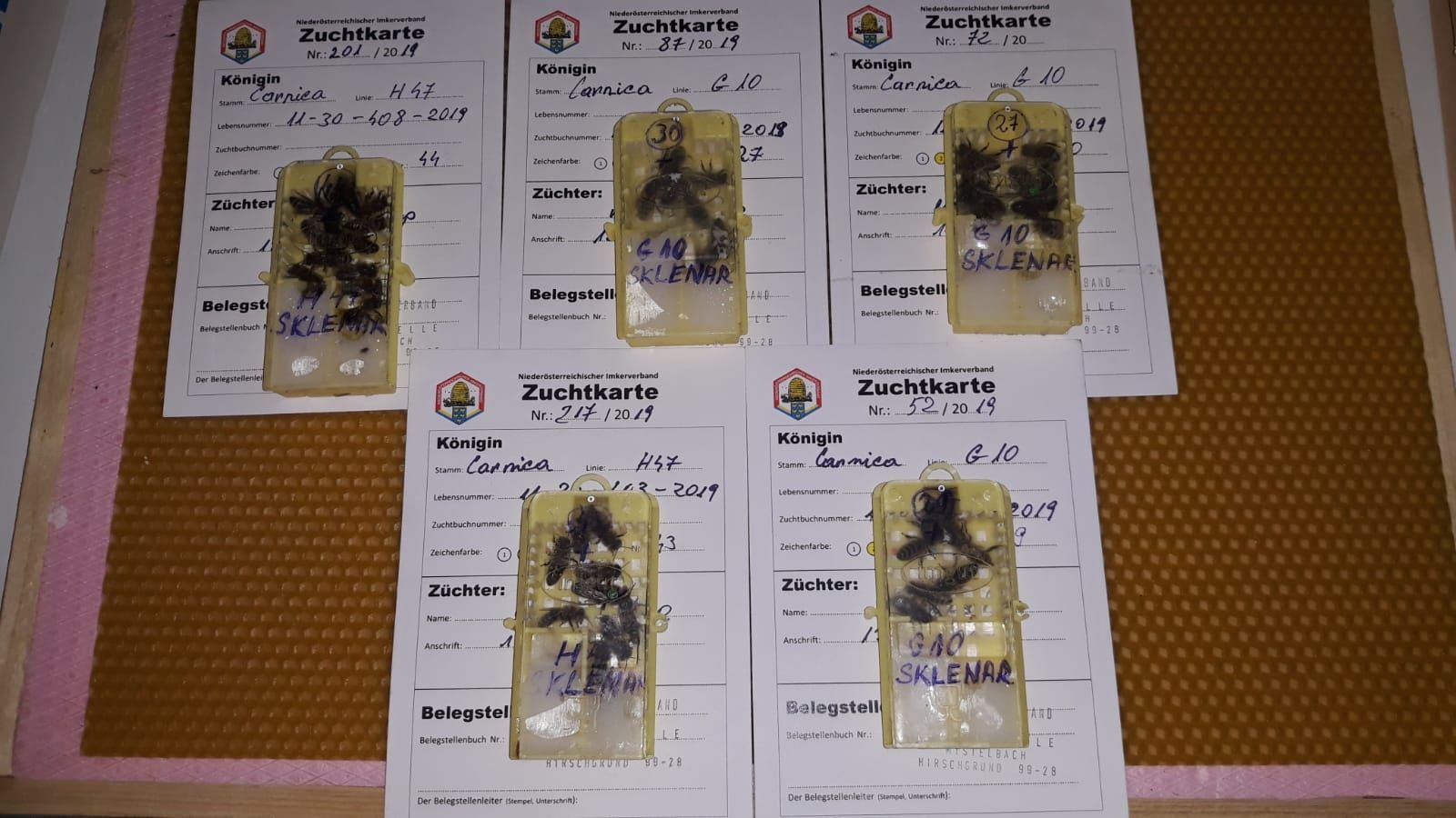 Mătci F1  Buckfast si Carnica