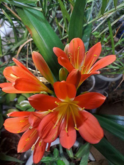 Продам цветы Кливия