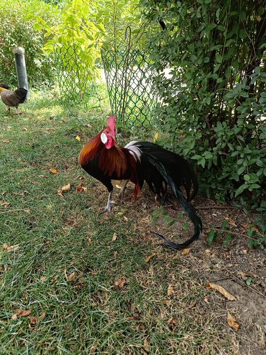 Фениксы (стандарт)