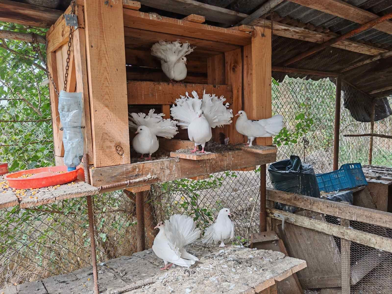 Гълъб бял индийски паунов