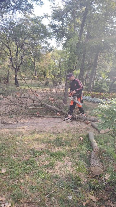 Taiere Copaci Periculoși/Alpinism utilitar