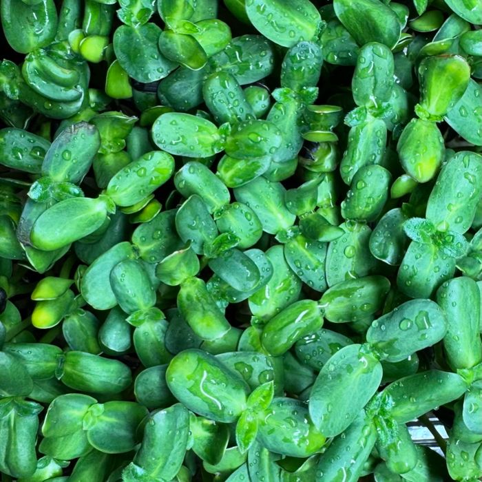 Микрозелень в Щучинске