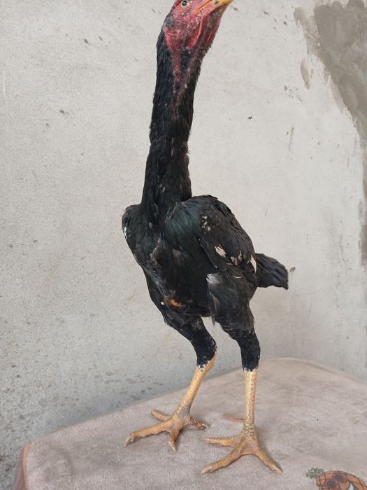 Jujani tozasi sotildi