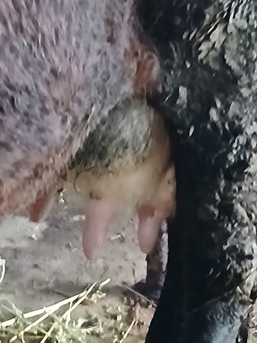 Vând vaca  cu lapte