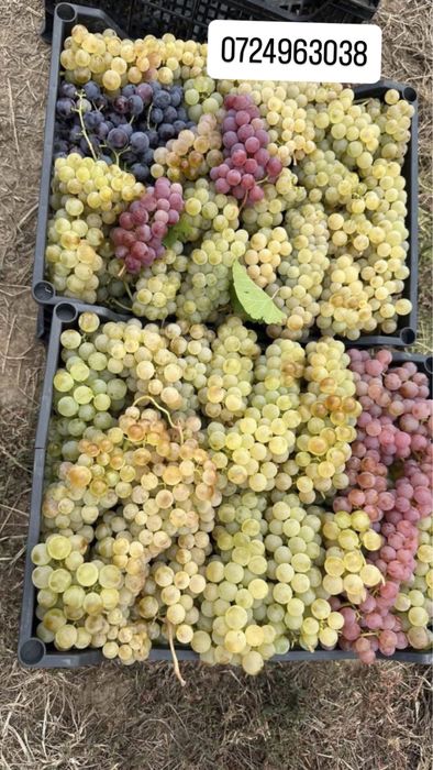 Struguri de vin