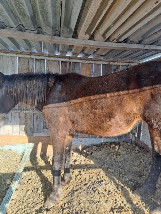 Бие 5 летка, продам.