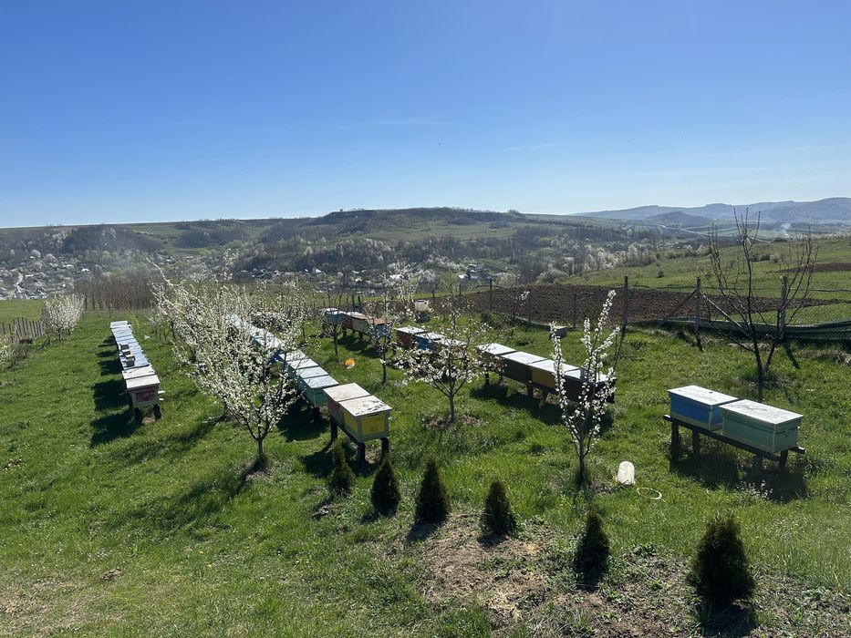 Vand familii de albine (Roiuri )