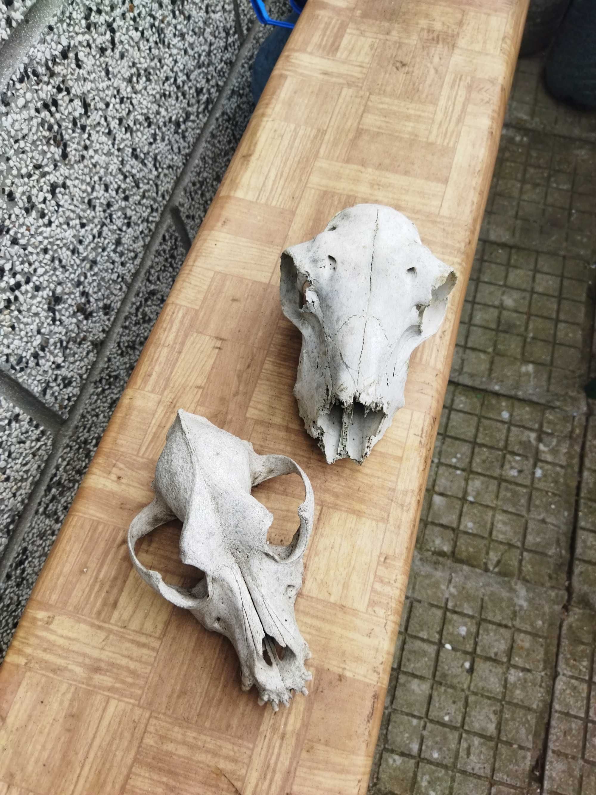 Два черепа за декорация