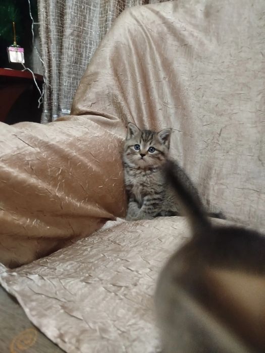 Продаются Британские золотые шиншиллы