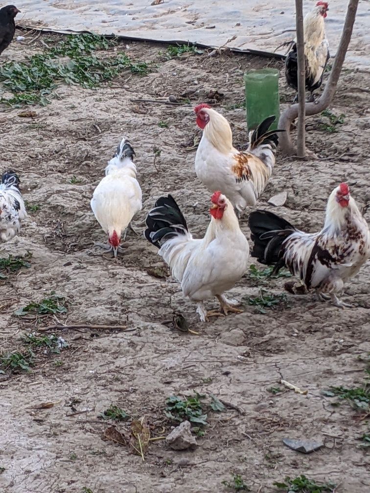 Cocoșei pitici.3