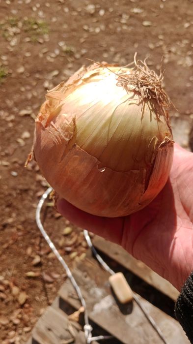 Лук репчатый оптом в мешках хорошего качества

Лук отборный крупный-ка