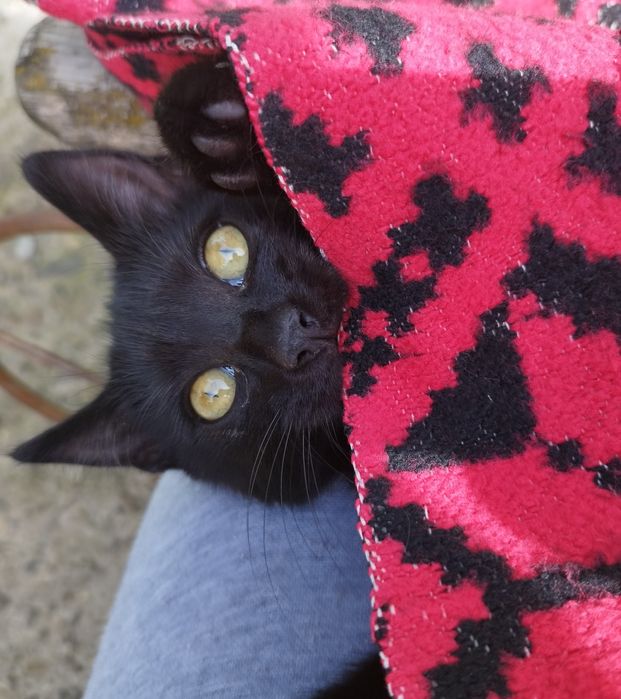Pisoiaș pentru adopție!