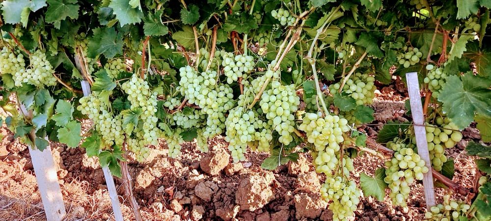 Продавам десертно грозде Афродита безсемково на едро и дребно