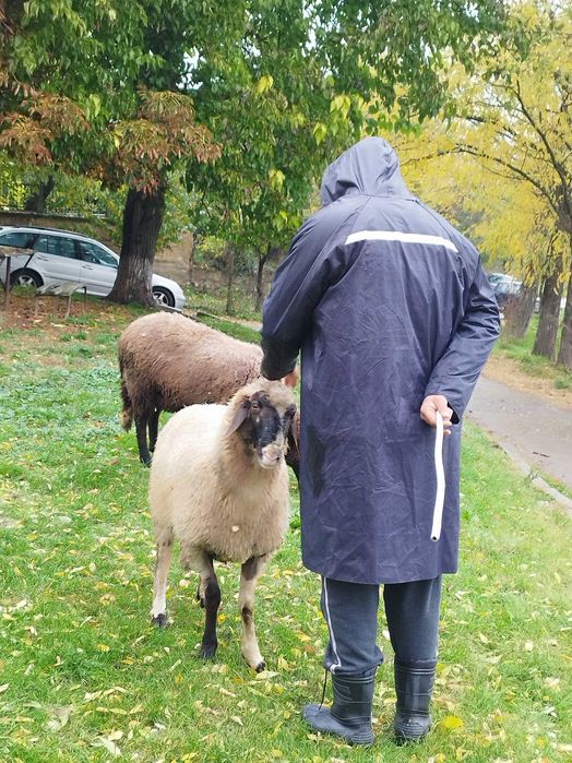 Продавам шиле от тези година.