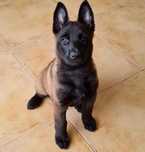 Ciobănesc Belgian Malinois – Pui disponibili pentru noua casă!