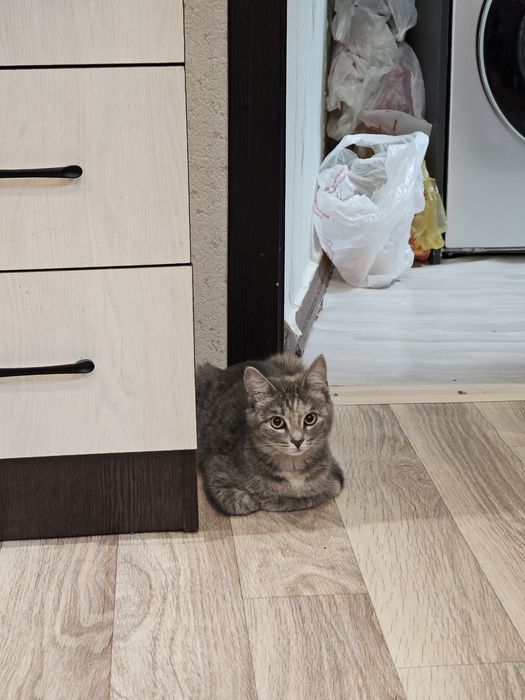 Отдам кошечку в добрые руки