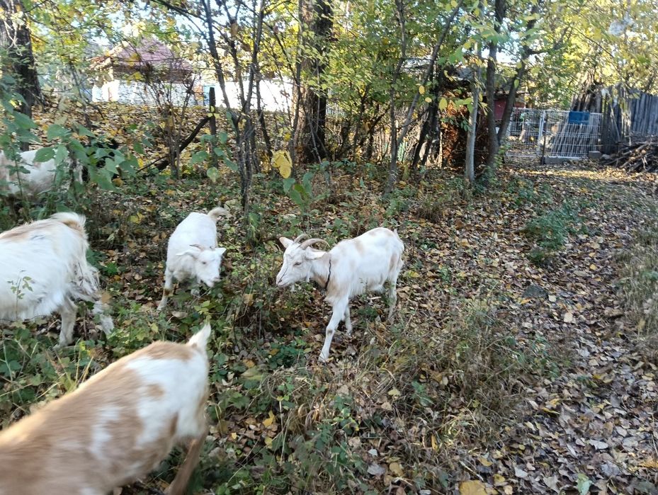 De vânzare capre românești