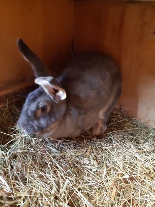 Vând iepuri mai multe detalii la numărul de telefon