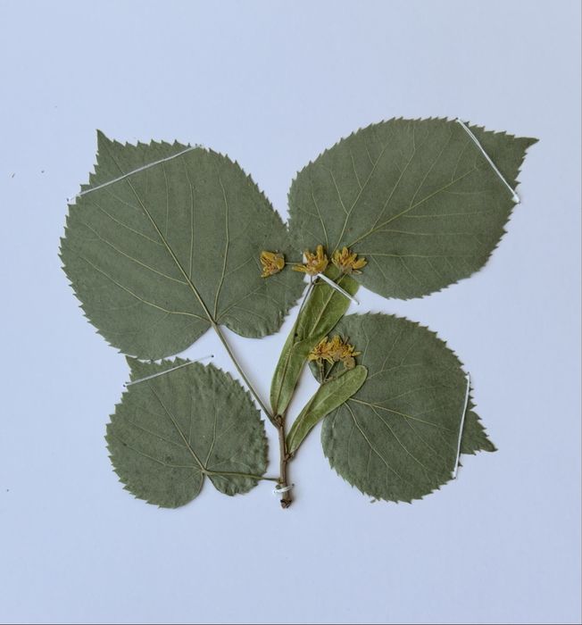 Морфологичен Хербарий 20бр