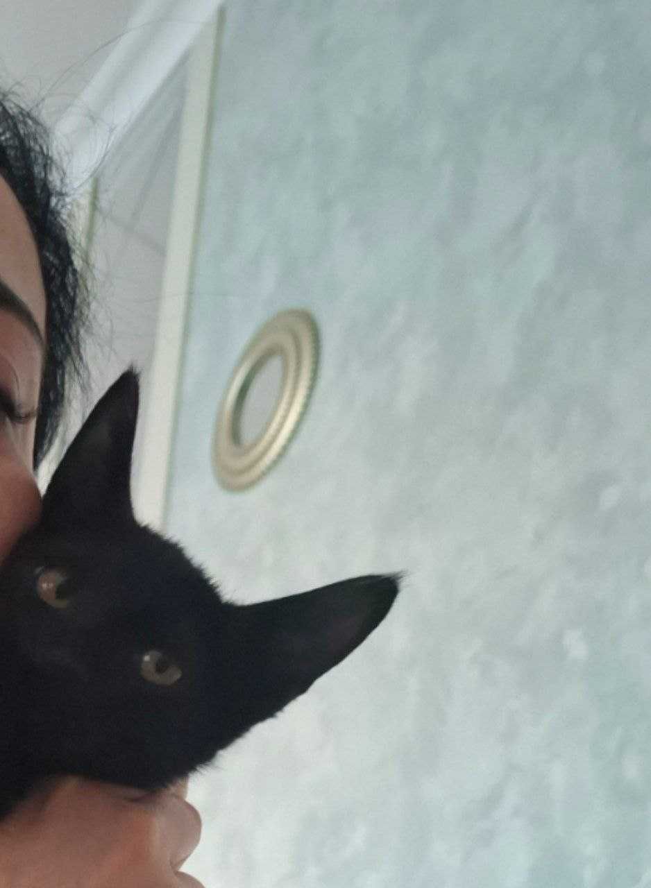 Отдам котят бесплатно