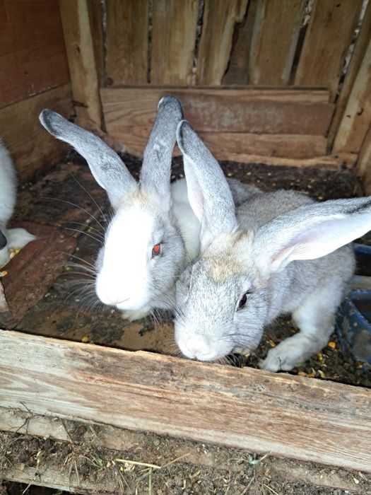 Vând iepuroi de 8 luni și 5 bucăți de 4 luni