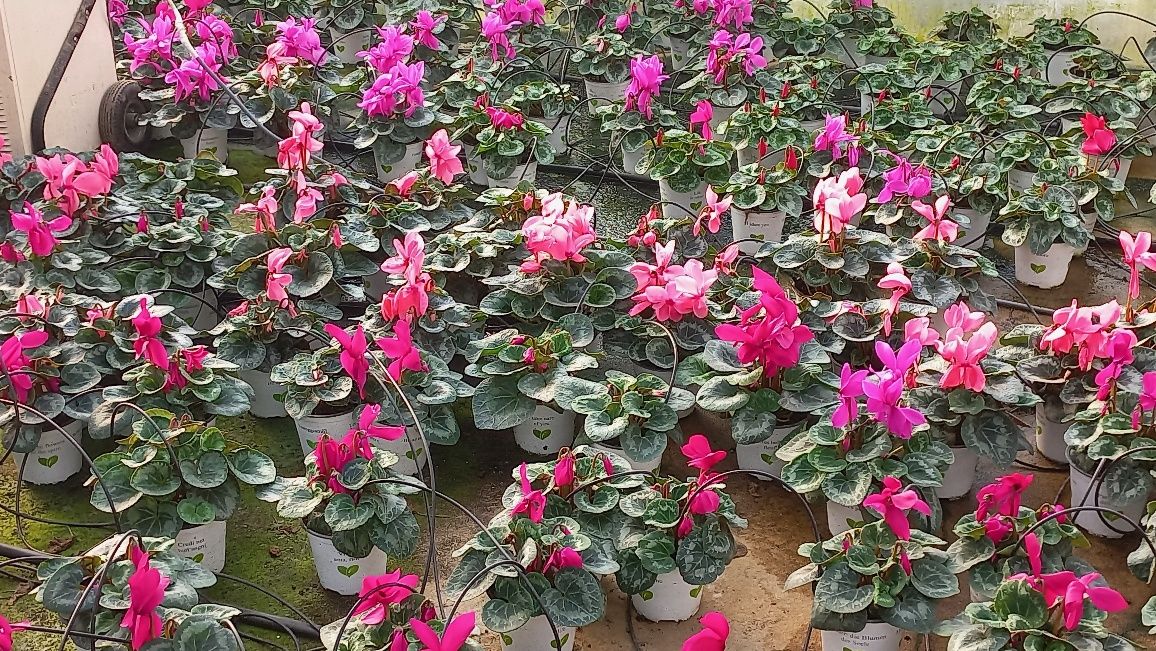 Cyclamen si zambila devenzare