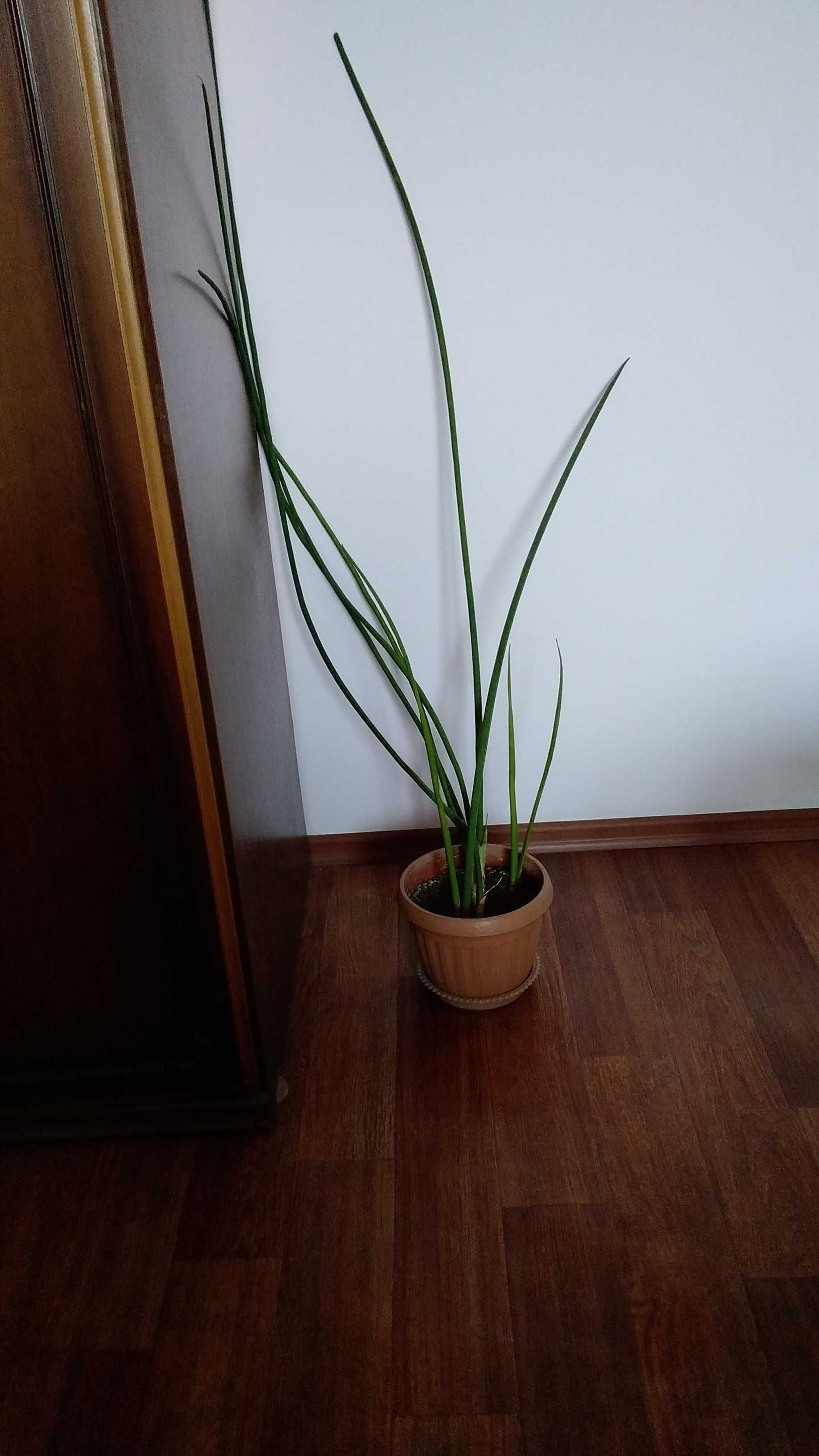 Продам сансевиерию трубчатую