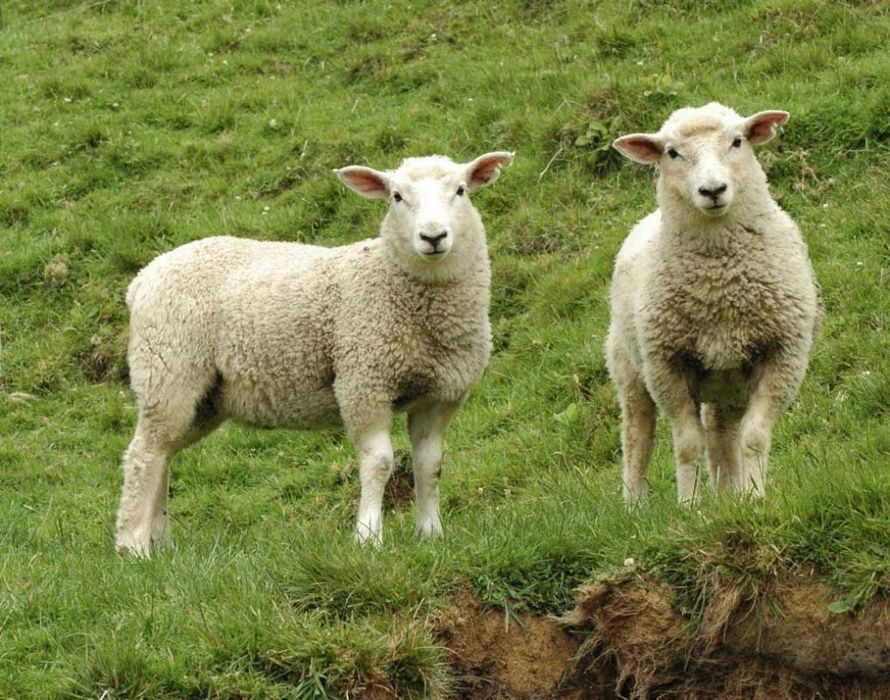 Токты сатылады ұрғашы 55000, еркек 50000 тг