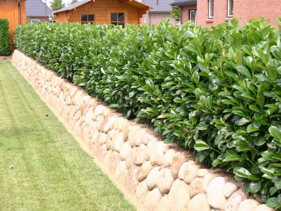 Laur Englezesc Prunus Laurocerasus Gard Viu  Vesnic Verde