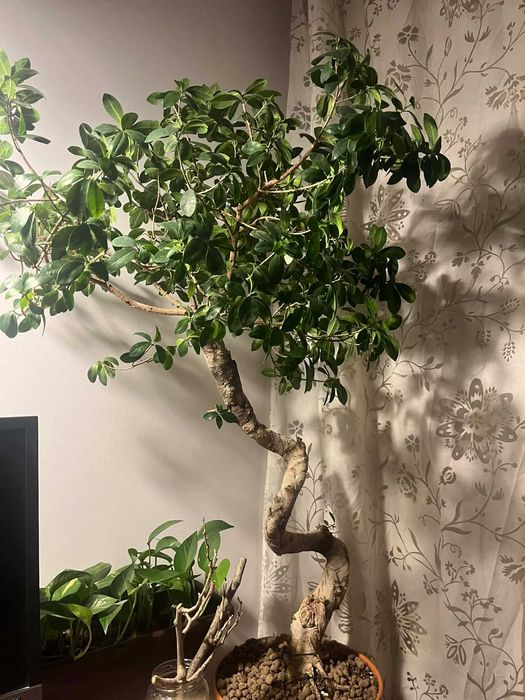 Ficus microcarpa mare