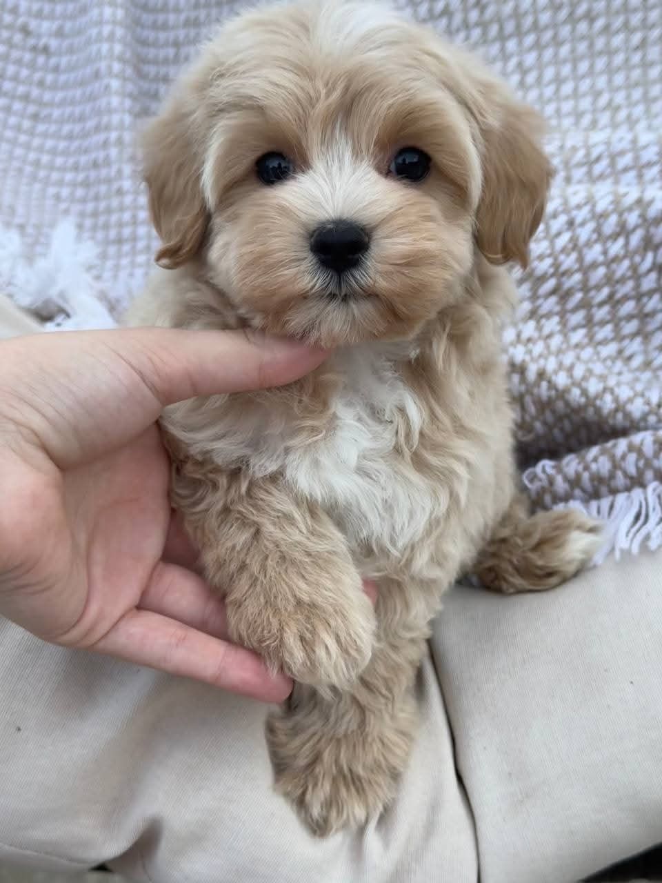 Maltipoo poodle mini toy
