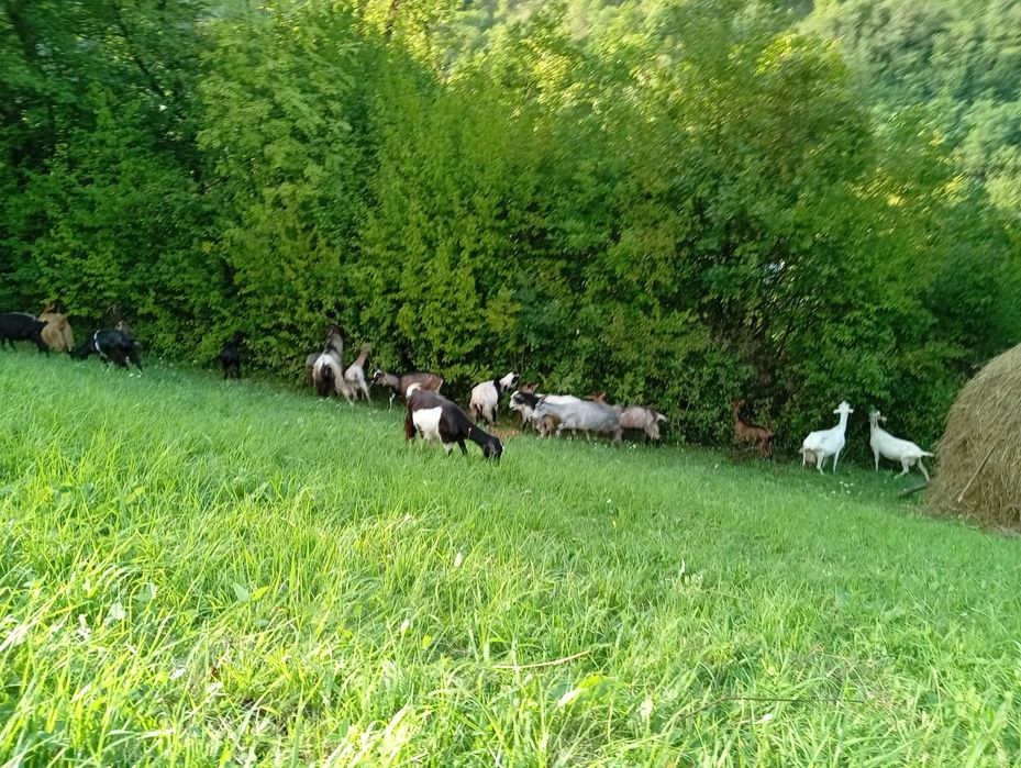 Vând capre cu lapte