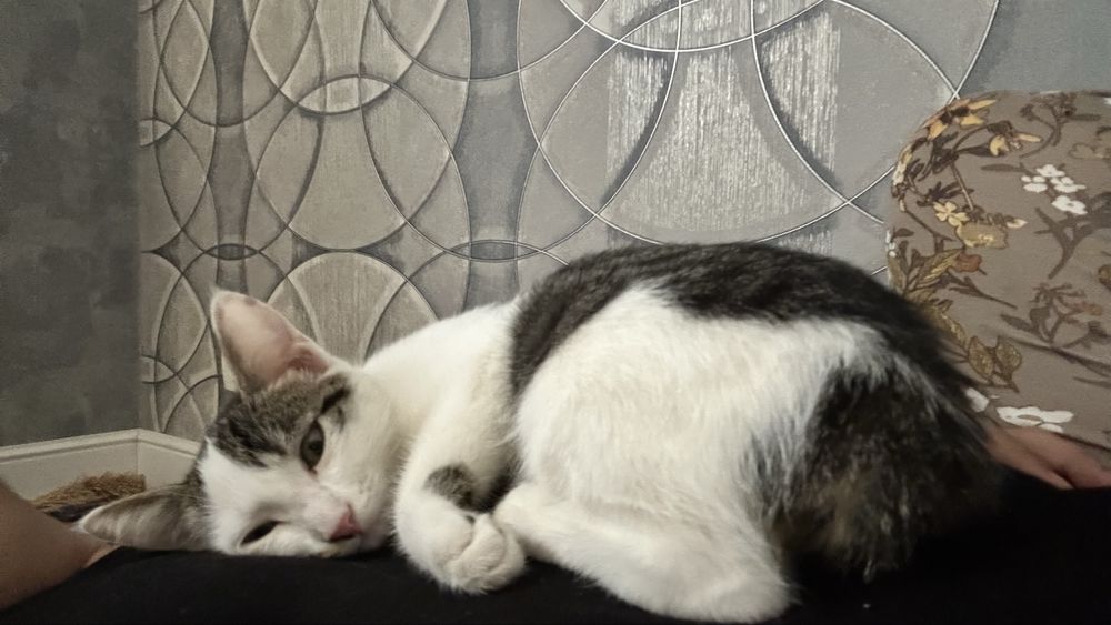Котята, в добрые руки